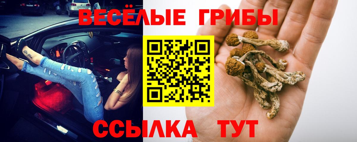 Псилоцибиновые грибы Psilocybine cubensis Гудермес